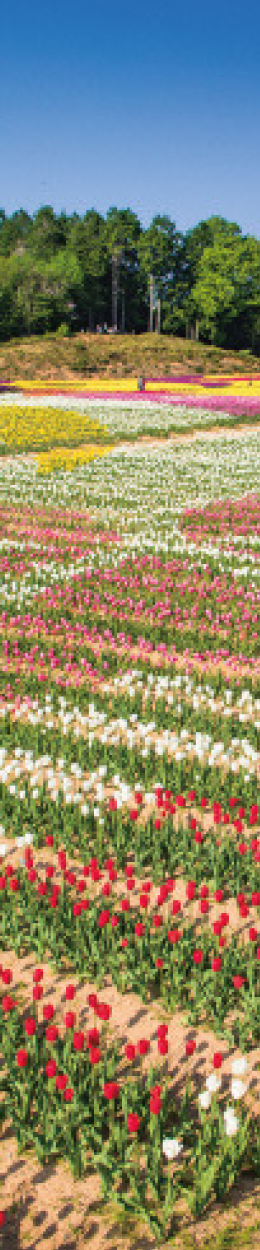 花畑